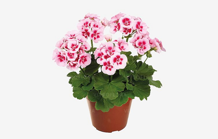 Muškát vzpriamený Trendix Pink Eye - Pelargonia, kont. 0,7 l
