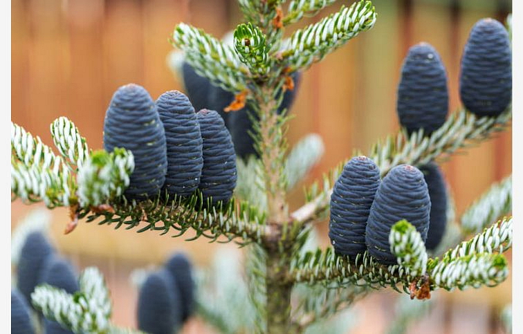 Jedľa kórejská 30-40 cm, kont. 3 l