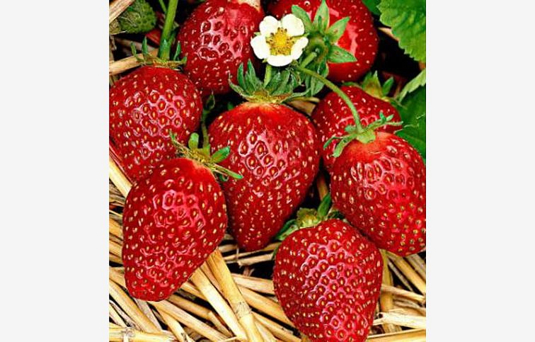 Jahody Korona - Frigo sadba A, zväzok 10 ks