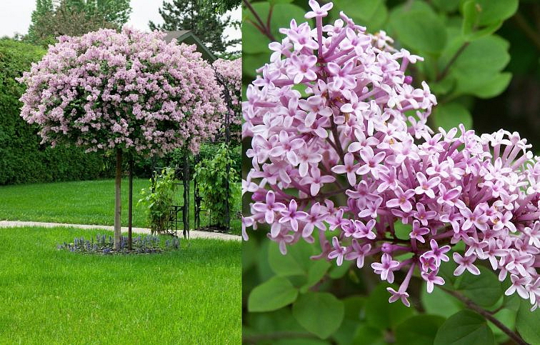 Orgován Palibin na 70-80cm kmienku, výška 90-110cm, kont. 3 l