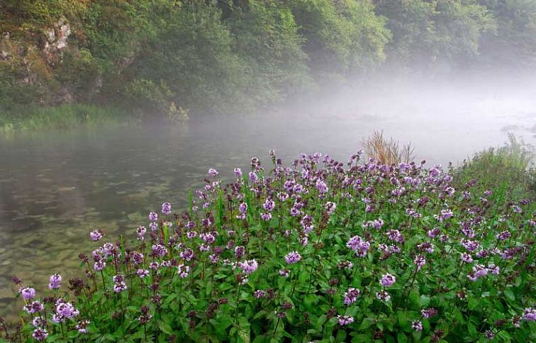 Mäta vodná - Mentha aquatica, kont. p9
