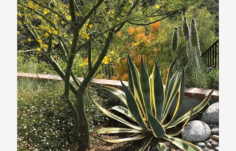 Agave Americana Variegata, kont. 5 l