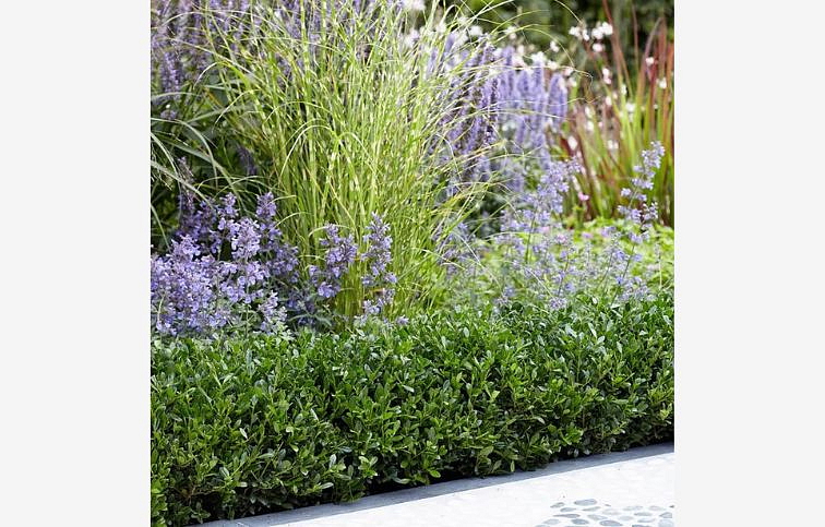 Cezmína Luxus Hedge 15-30cm, kont. p9