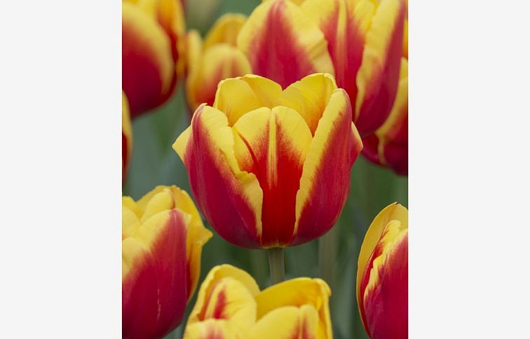 Tulipán Denmark 3 ks v kont. 0,5 l