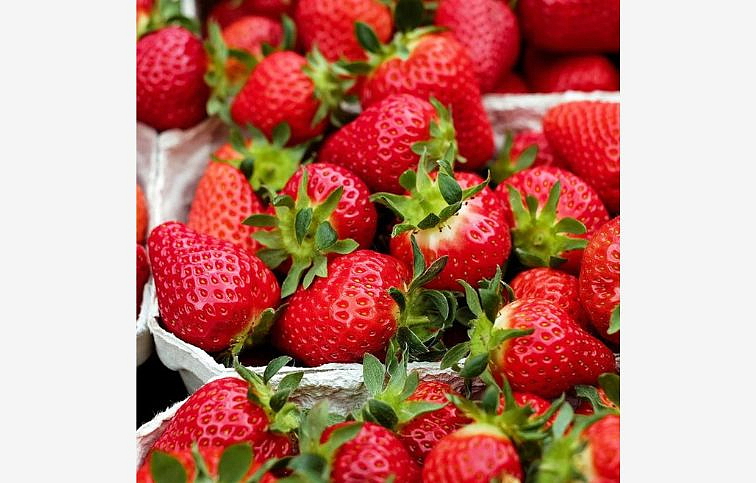 Jahody stálerodiace Ostara - Frigo sadba A, zväzok 10 ks