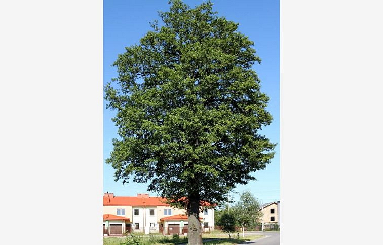 Jelša Lepkavá na kmienku 300-400 cm, obvod kmeňa 8-10 cm, kont. 30 l