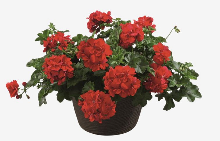 Muškát previsnutý Allegria Fuoco - Pelargonium, kont. 0,5 l