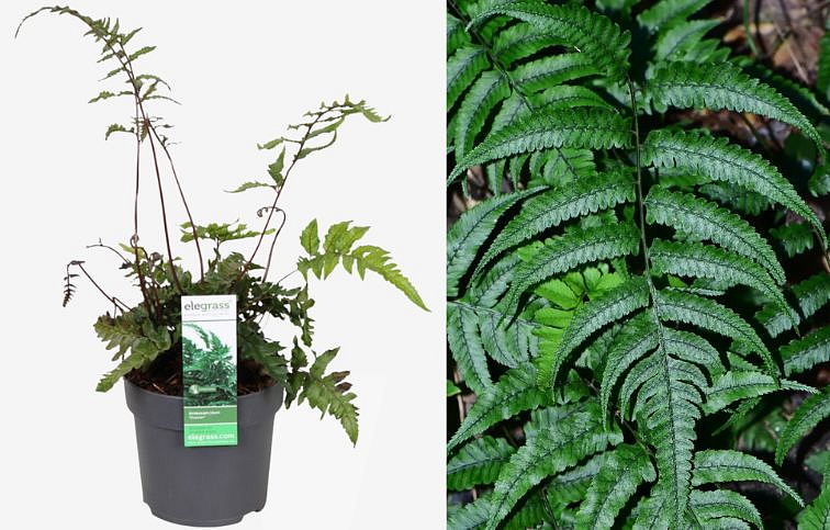 Anisocampium sheareri, kont. p14