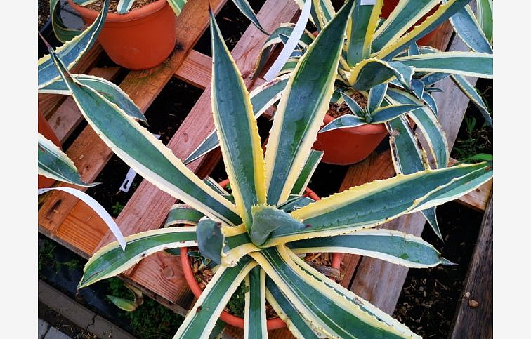 Agave AMERICANA VARIEGATA 30-40 cm, kont. 7,5 l