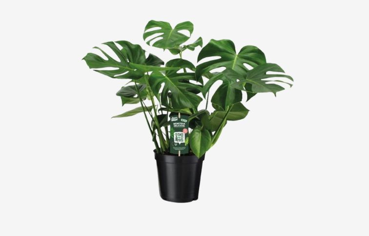 Monstera deliciosa 50-70 cm, kont. p21