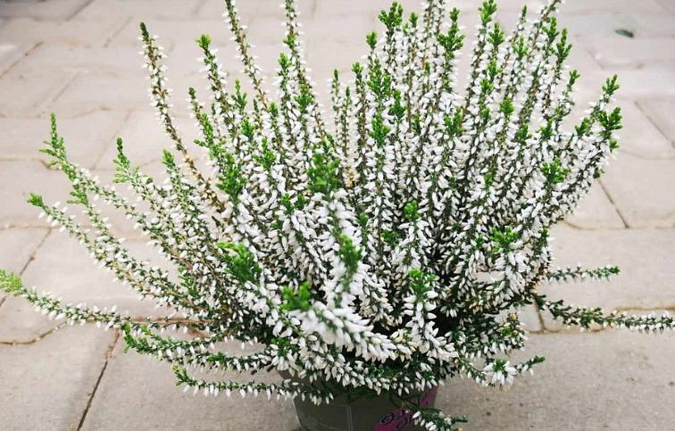 Vres Garden Girls biely 20-30 cm, kont. p11