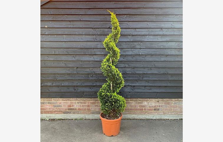 Cyprusovec leylandský CASTL. GOLD špirála 80-120 cm, kont. 10 l