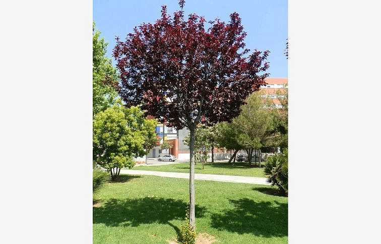 Okrasná slivka PISSARDI na cca 70 cm kmienku, výška 110-140 cm, kont. 2 l