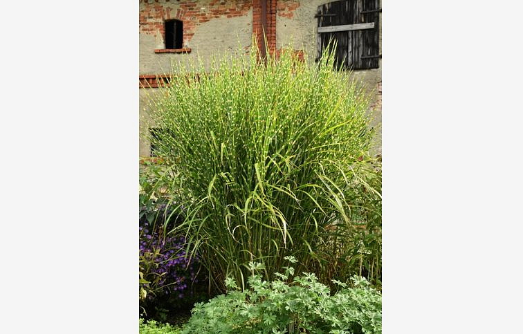 Ozdobnica čínska Zebrinus - Miscanthus sinensis, kont. 1 l