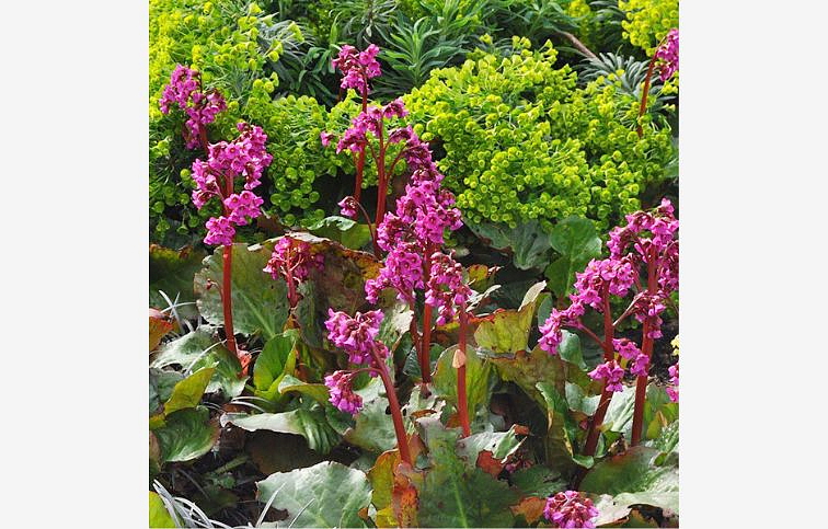 Bergénia srdcovitolistá Eroica, kont. 0,5 l