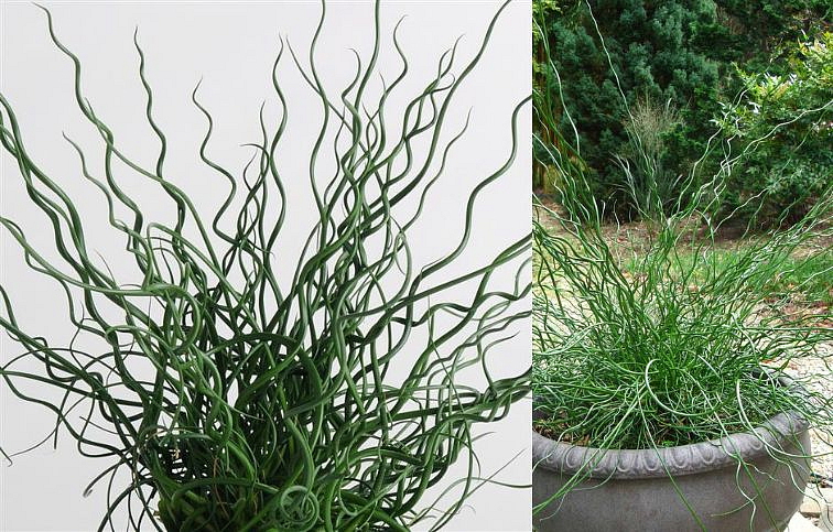 Sítina kučeravá Twister - Juncus effusus, kont. p12