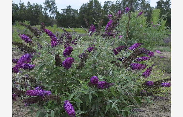 Budleja dávidova Magenta Munchkin - Buddleja, kont. 1 l
