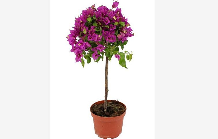 Bougainvillea Sanderiana na kmienku, výška 80-100cm, kont. p21