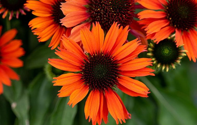 Echinacea purpurová Orange Pearl, kont. 1 l