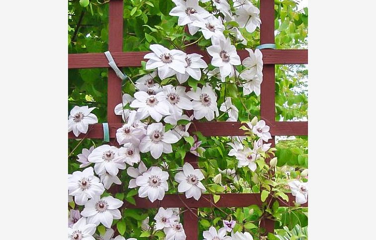 Plamienok Miss Bateman 50-60 cm - Clematis, kont. p15