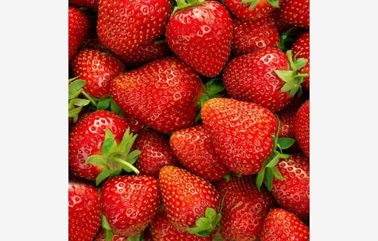 Jahody Malling Centenary - Frigo sadba A, zväzok 10 ks