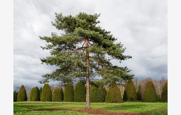Borovica lesná 60-80cm - Pinus sylvestris kont. 3 l