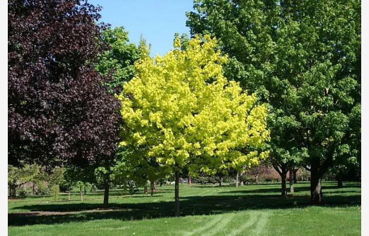 Javor mliečny Priceton Gold rozvetvený 160-200 cm, kont. 15 l