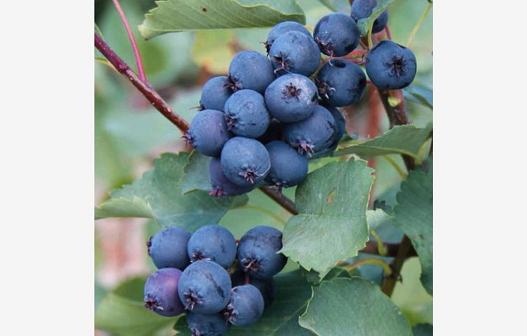 Muchovník jelšolistý Martin 50-80 cm, kont. 1-2 l - Amelanchier