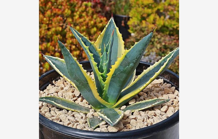 Agave Americana Variegata, kont. 5 l