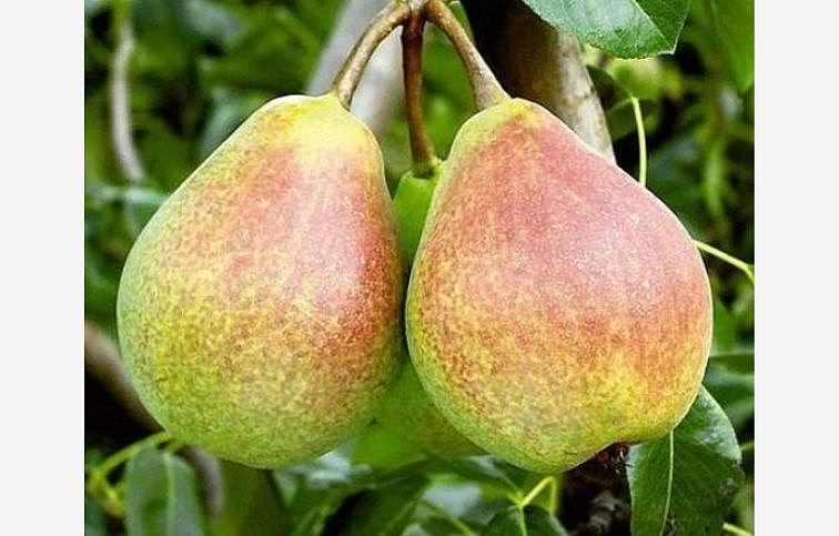 Hruška Clappova, podpník Kaukazská hruška, voľnok.