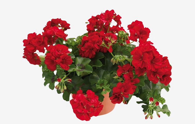 Muškát previsnutý Allegria Velvet Red - Pelargonia, kont. 0,5 l