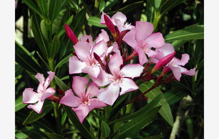 Oleander na kmienku ružový 60-80 cm, kont. p21