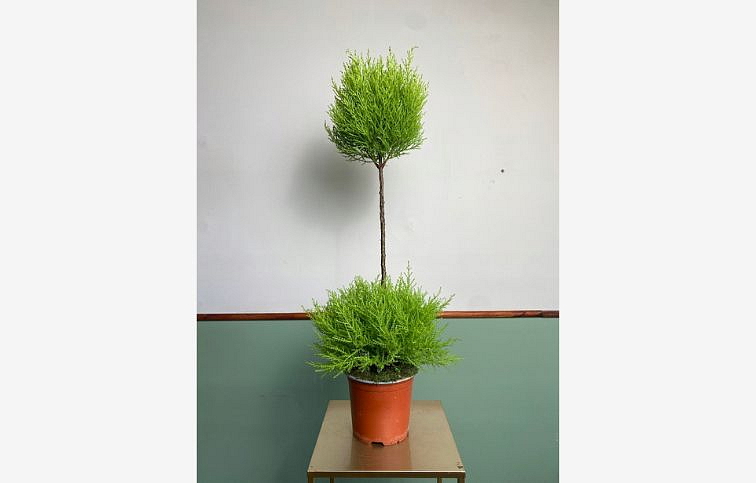 Cyprus Goldcrest Wilma duo boll na kmienku 60-75cm, kont. p14