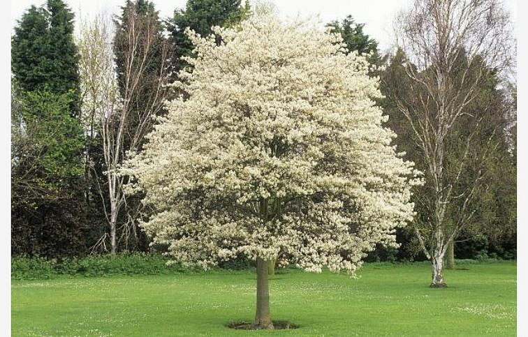 Muchovník lamarckov na 140-150cm kmienku, výška 190-210cm, obvod kmeňa 4-6cm, kont. 15l