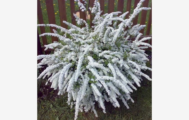Tavoľník sivý Grefsheim 20-40cm - Spiraea cinerea kont. 2 l