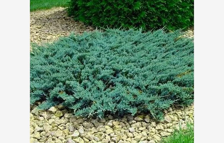 Borievka rozprestretá Wiltonii, kont. 3 l