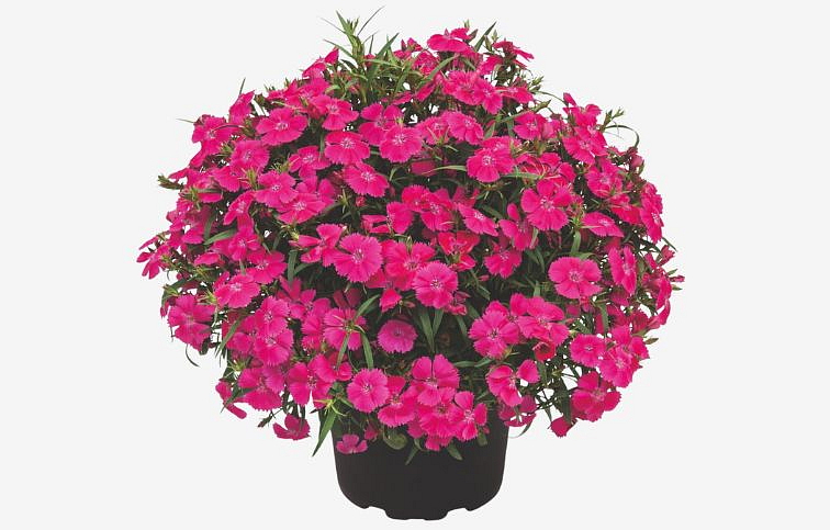 Klinček Summer Diamonds Little Rose - Dianthus, kont. 0,5 l