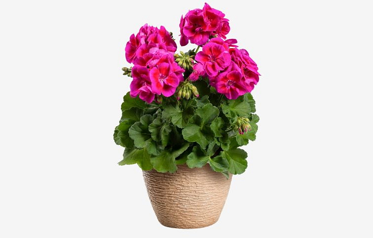 Muškát vzpriamený Flower Fairy Violet - Pelargonia, kont. 0,7 l