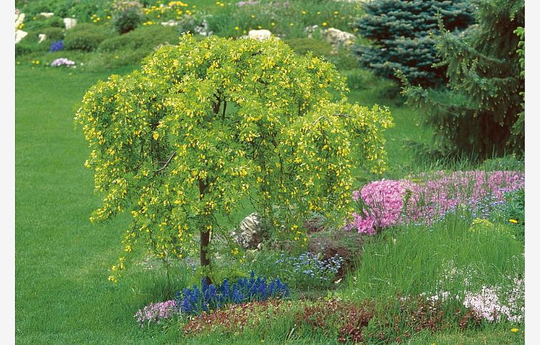 Karagana stromovitá Pendula na kmienku 90-110 cm, kont. C5