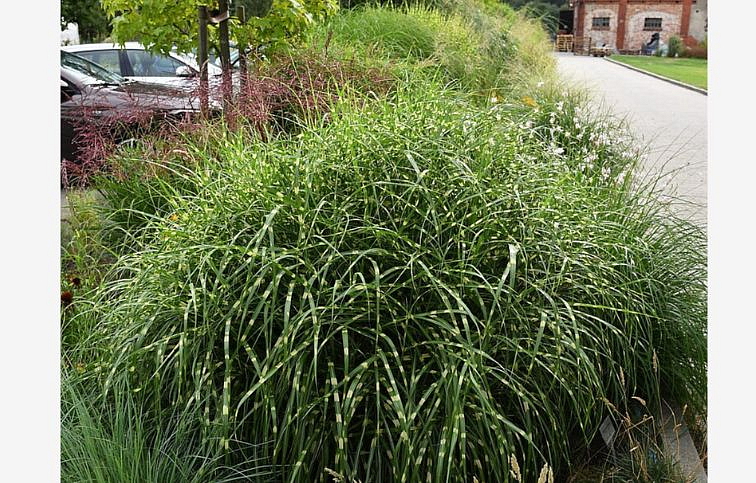 Ozdobnica čínska Little Zebra - Miscanthus sinensis, kont. 0,5 l