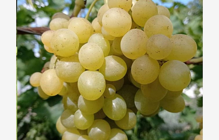Vinič stolový Bianca, kont. 2 l