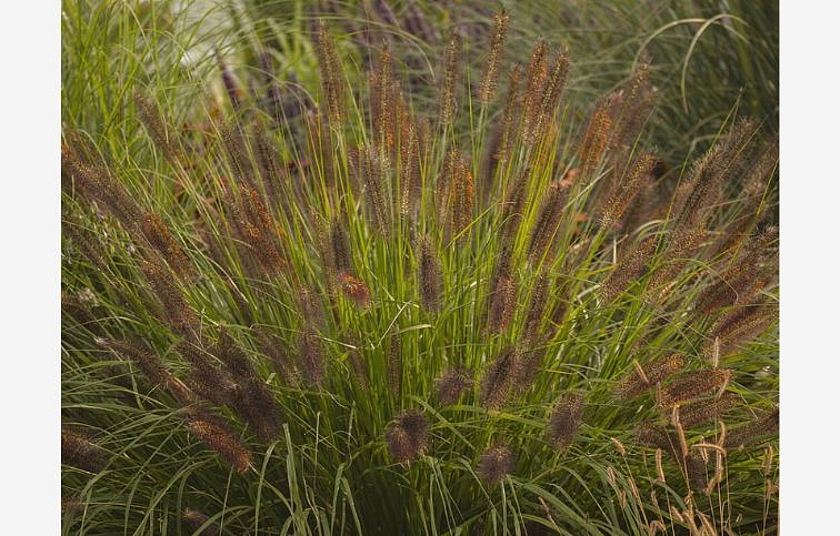 Perovec psiarkovitý National Arboretum - Pennisetum, kont. 1 l