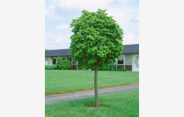 Lipa malolistá GREEN GLOBE na 160-170cm kmeni, v. 260-280cm, obv. kmeňa 8-10cm, kont. 25 l