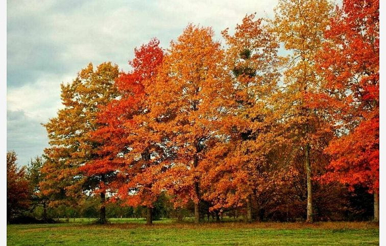 Dub močiarny 300-400 cm, obvod kmeňa 6-8cm, kont. 25 l