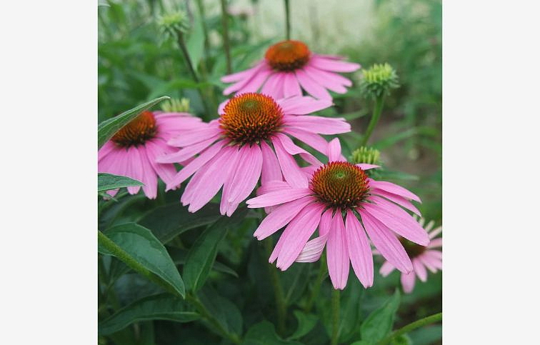 Echinacea purpurová - Echinacea purpurea, kont. 1 l
