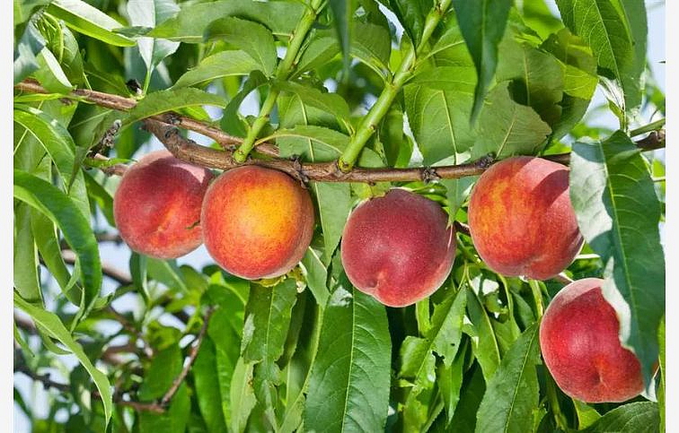 Broskyňa Springcrest na cca 100-110cm kmeni, výška 140-160cm, obv. km. 6-8cm, kont. 10l