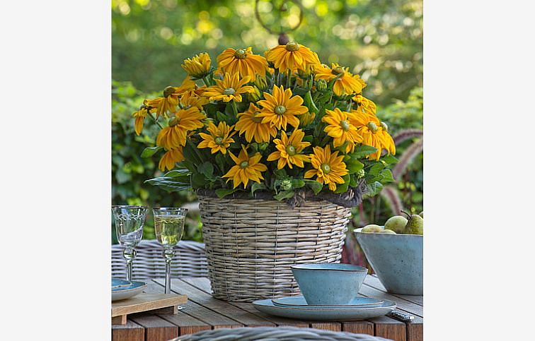 Rudbekia Sunbeckia Ophelia - Rudbeckia, kont. 1 l