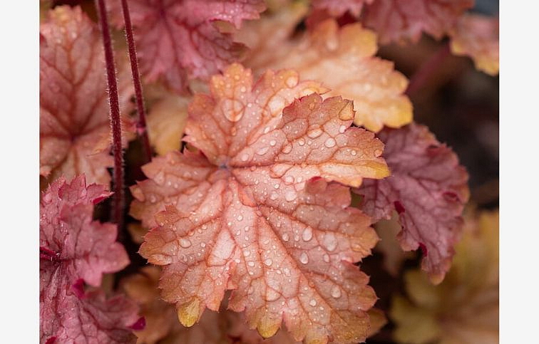 Heuchera World Caffe Amaretto, kont. 0,5 l