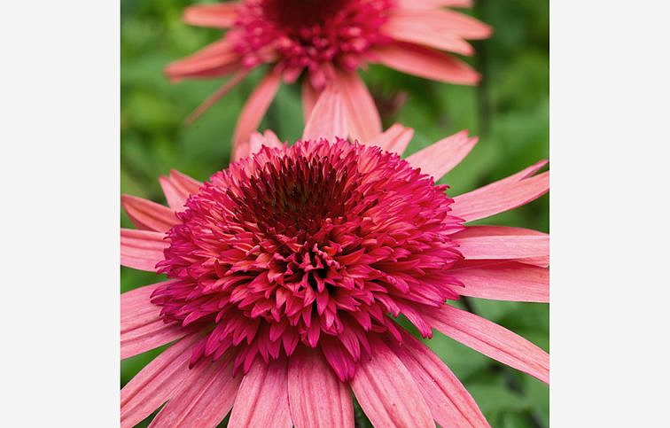 Echinacea purpurová Raspberry Truffle, kont. 1 l