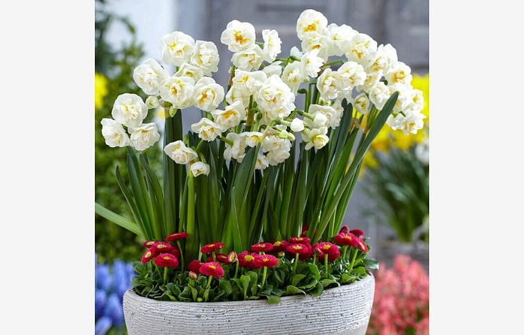 Narcis Bridal Crown - Narcissus, kont. p9